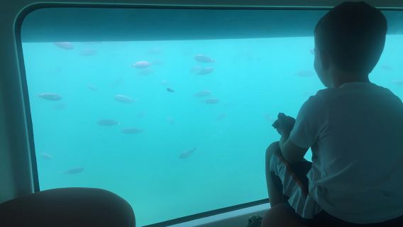 For Families: 45-minute Semi-submarine tours with a mermaid