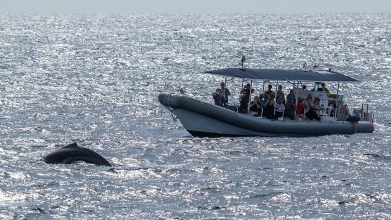 Big Island: Kona Super Raft Whale Watch