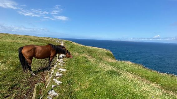 Ab Galway: Geführte Küstenwanderung zu den Cliffs of Moher