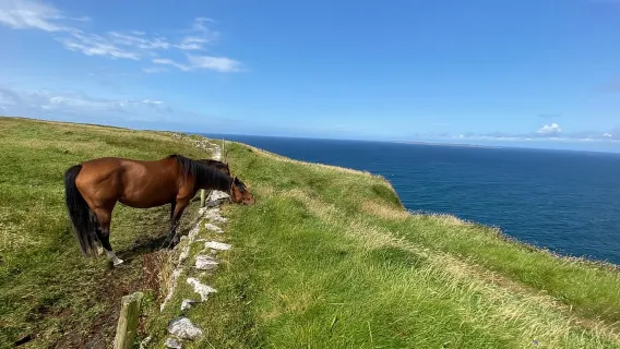 Dari Galway: Jalan-Jalan di Pesisir Tebing Moher