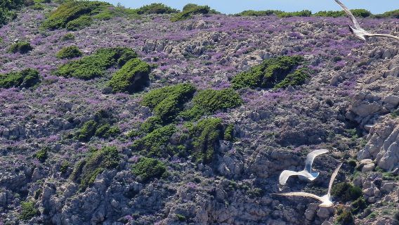 Perjalanan bot sehari penuh Medulin, Gua biru, Cres + pencarian ikan lumba-lumba