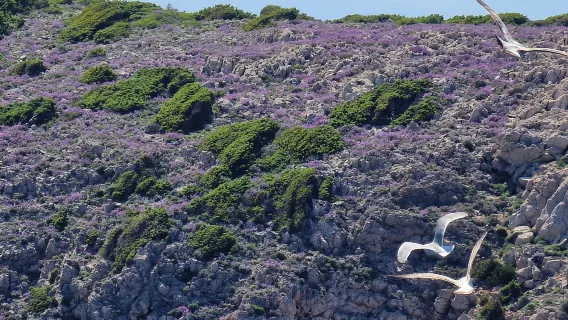 메둘린, 블루 케이브, 크레스 하루 종일 보트 여행 + 돌고래 탐색
