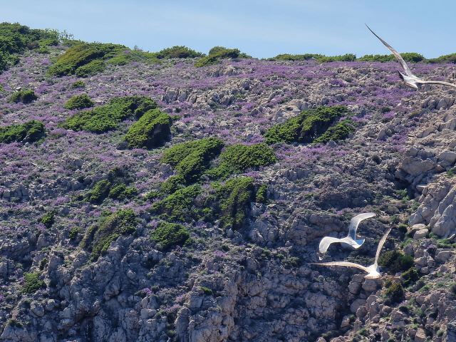 Full day boat-trip Medulin, blue Cave, Cres + dolphin search