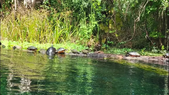 Silver Springs State Park Glass Bottom Boat and kayaking 1-day tour