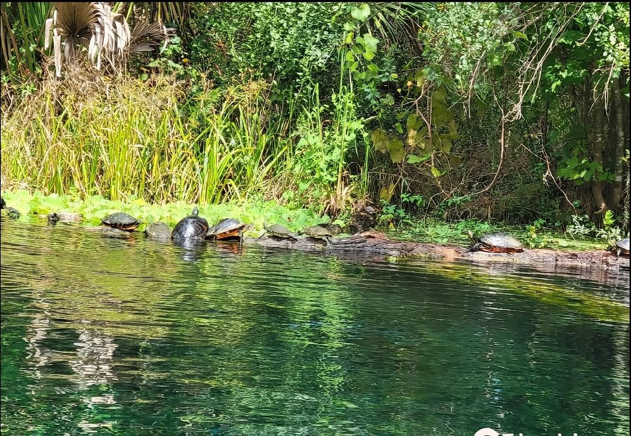 Silver Springs State Park Glass Bottom Boat + Kayaking 1-Day Tour