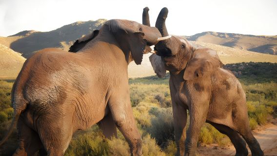 【開普敦中文包車】大康斯坦夏葡萄酒莊園+開普敦全日野生動物園