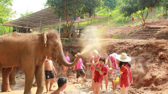 1-day tour to Kerchor Elephant Eco Park in Chiang Mai: Elephant Sanctuary with Feeding and Interaction