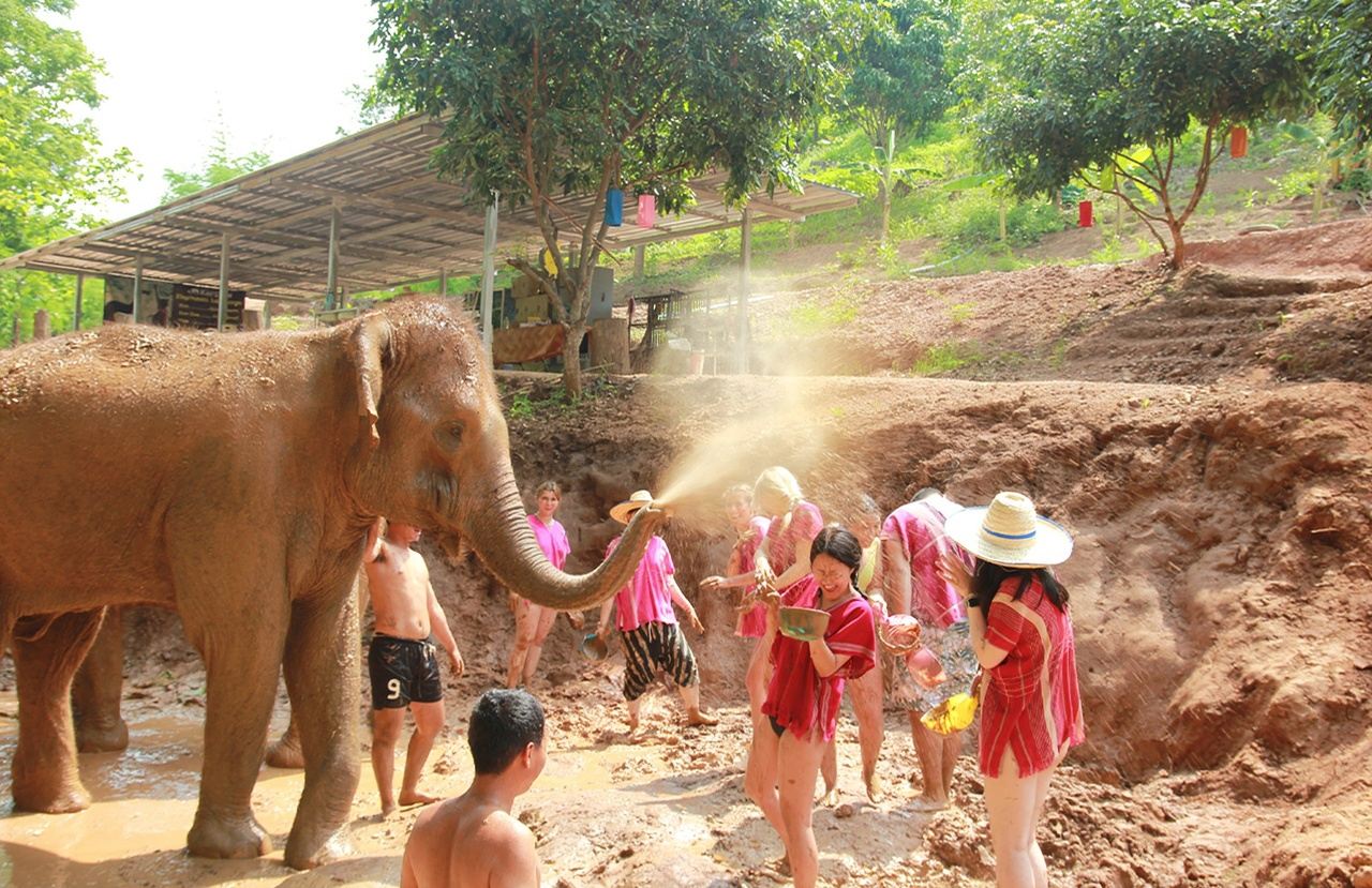 1-day tour to Kerchor Elephant Eco Park in Chiang Mai: Elephant Sanctuary with Feeding and Interaction