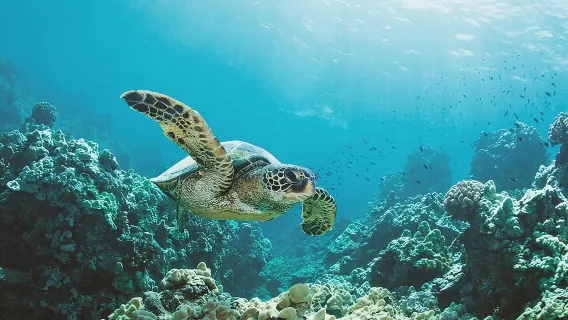 Turtle Canyon Snorkel Adventure in Waikiki, Oahu