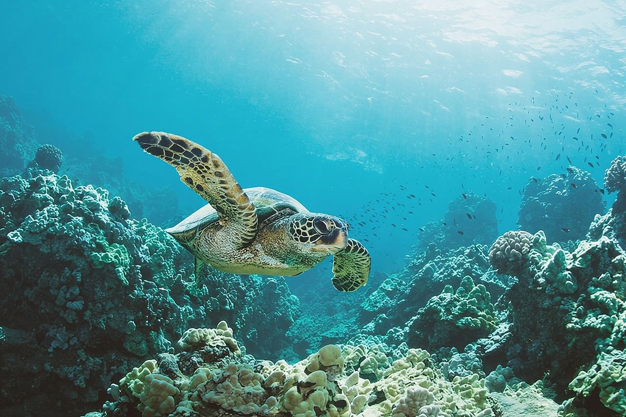 Turtle Canyon Snorkel Adventure in Waikiki, Oahu