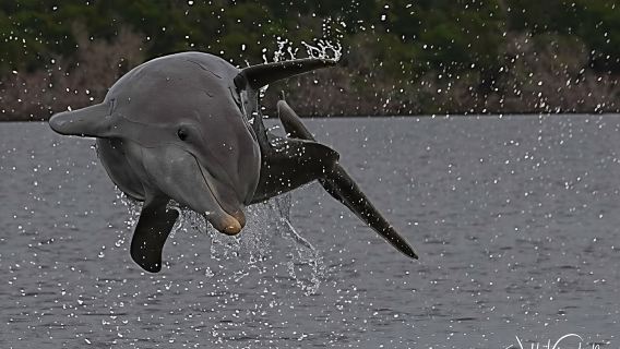 Marco Island 2 hour Dolphin, Birding and Shelling tour 