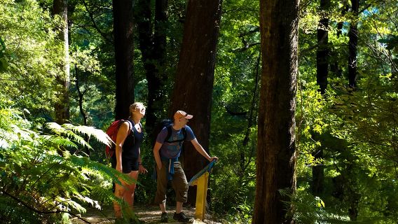 Escursione autoguidata lungo il Queen Charlotte Track da Picton