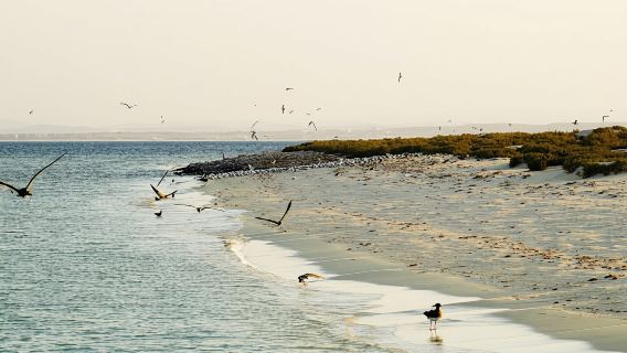 Hamata Snorkeling Cruise from Marsa Alam with Lunch and Drinks