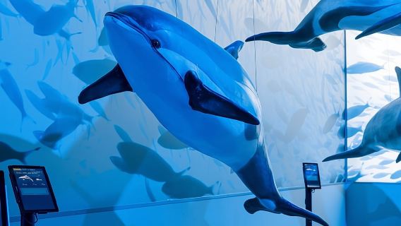 Whales of Iceland Museum Admission