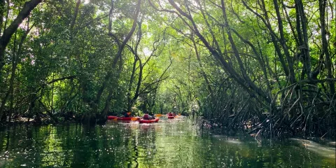 印尼民丹島+民丹旅遊區+民丹紅樹林探索遊 新加坡民丹島 紅樹林+海鮮餐+螢火蟲 遊玩 自由行