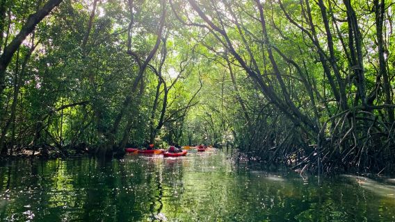 Индонезия, остров Бинтан + туристическая зона Бинтана + экскурсия по мангровым зарослям Бинтана. Сингапур, Бинтан: мангровые заросли + морепродукты + светлячки. Развлечения, самостоятельный туризм/путешествие без туристической группы.