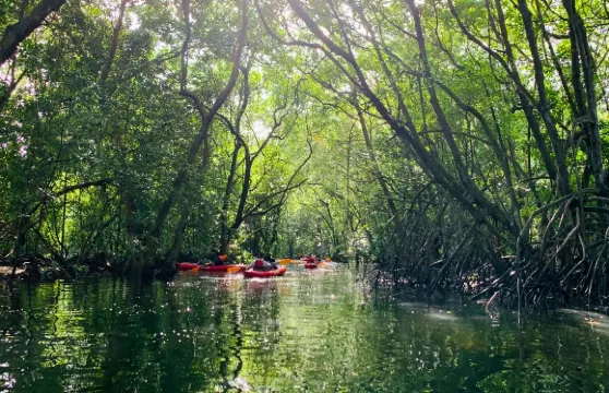印尼民丹島+民丹旅遊區+民丹紅樹林探索遊 新加坡民丹島 紅樹林+海鮮餐+螢火蟲 遊玩 自由行