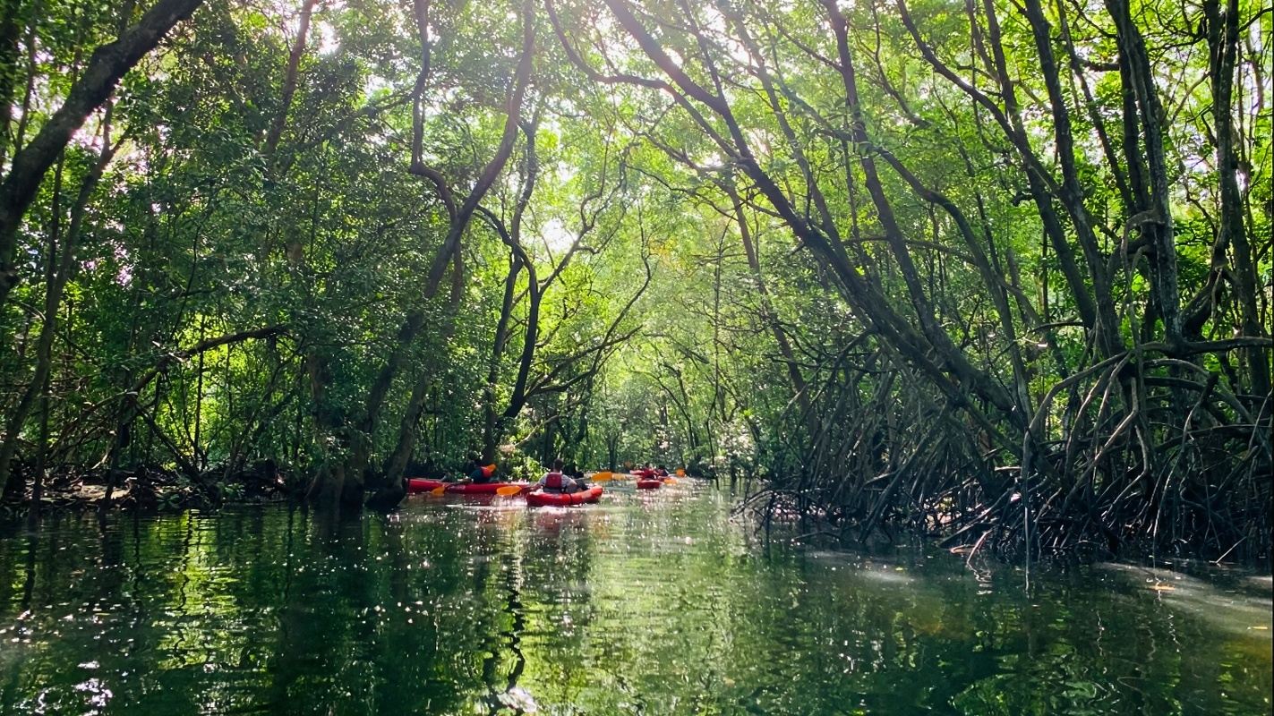 Bintan Island, Indonesia + Bintan Resort Area + Bintan Mangrove Exploration Tour Singapore Bintan Island Mangrove + Seafood Meal + Fireflies Experience self-guided tour