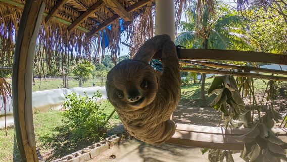 Tour privato al Santuario delle scimmie e dei bradipi con aggiunte e fermate facoltative