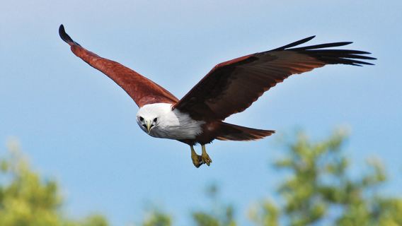 Private charter | Langkawi island hopping: Pregnant island, Pulau Beras Basah + BBQ + sea fishing, snorkeling + eagle watching