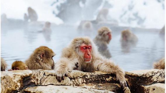 1-day tour to Japan's Nagano Snow Monkey Park, Zenkoji Temple & Sake Tasting with lunch from Nagano Station