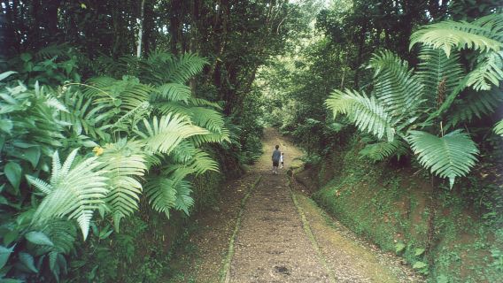 Grenada: tour di un giorno intero con degustazione di cioccolato e rum