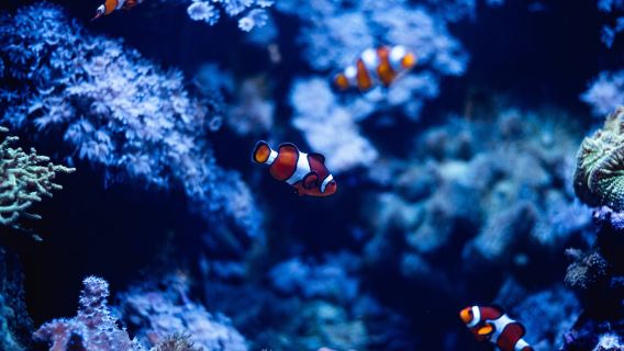 St Paul's Bay: Malta National Aquarium Entry Ticket