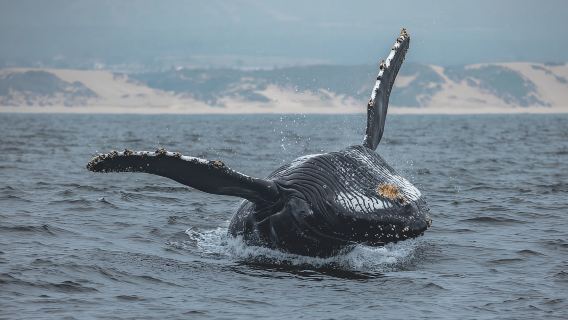 Monterey: Sunset Whale Watching Cruise with A Guide