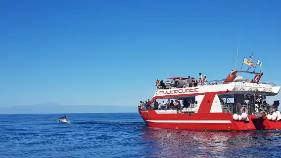 Gran Canaria: Dolphin and Whale Watching Cruise