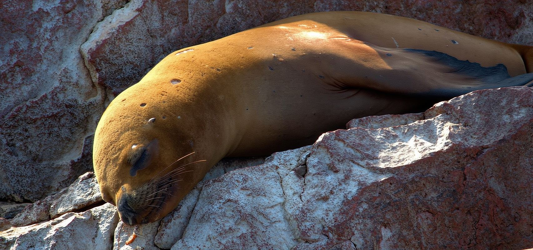 From Ica: Ballestas Islands + Paracas National Reserve