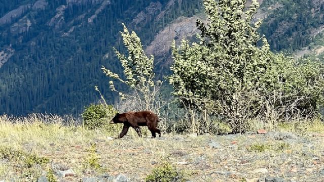 Skagway: Yukon Dog Mushing & Sightseeing Tour