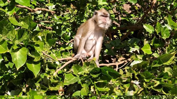 Mauritius: River Guided Kayak Tour with Monkeys