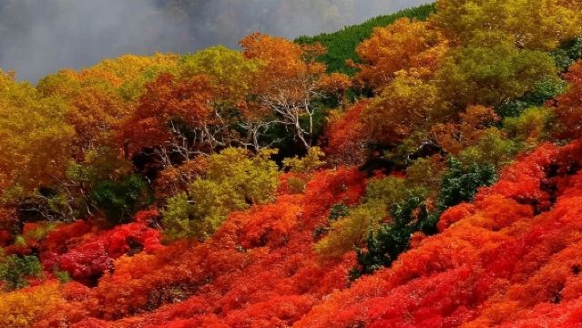 日本旭川市旭山動物園+精靈小屋【中文司機/可訂多日】