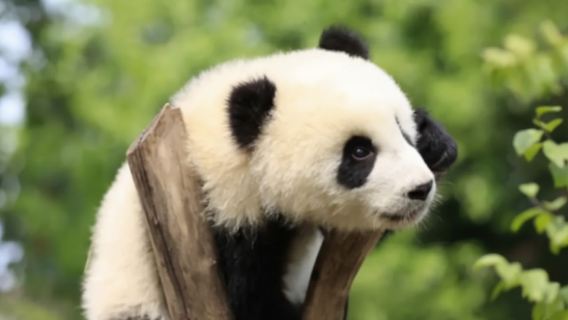 四川成都全境|專業英語導遊|商務翻譯服務|展會翻譯服務|景區導覽|（法語-西班牙語-義大利語-俄語）