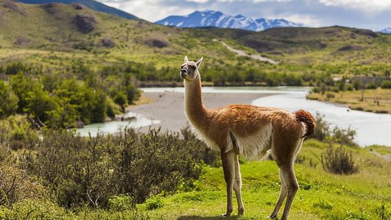 Tour di un giorno al Parco nazionale Torres del Paine da Puerto Natales (piccolo gruppo di 15 persone)