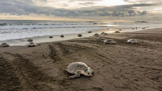 Turtle Watching Tour