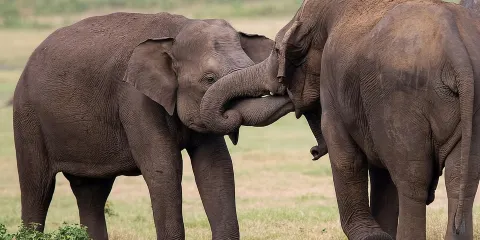 漢班托特港出發:烏達瓦拉維野生動物園及小象探訪之旅