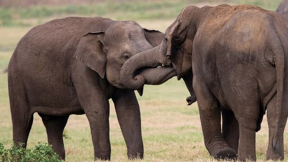 Udawalawe Safari & Baby Elephants Visit from Hambantota Port