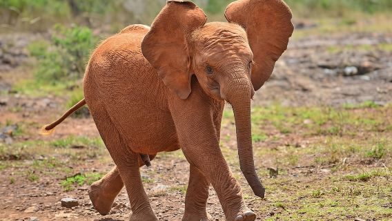 Elefantenwaisenhaus & Giraffenzentrum-Tour