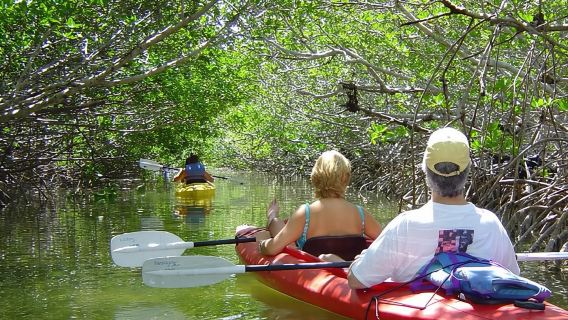 Excursión ecológica en kayak por los manglares de Key West