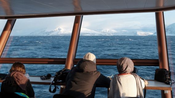 Norway Tromsø/Andenes/Servoy Whale Watching Tour (RIB Speedboating/silent whale watching with optional free hot drinks and snacks/never come again)