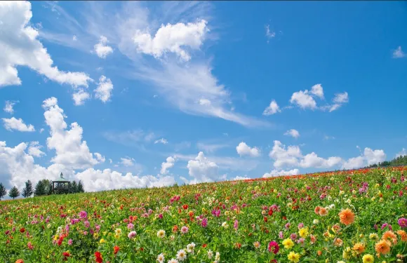 富田農場&四季彩之丘&青池一日遊
