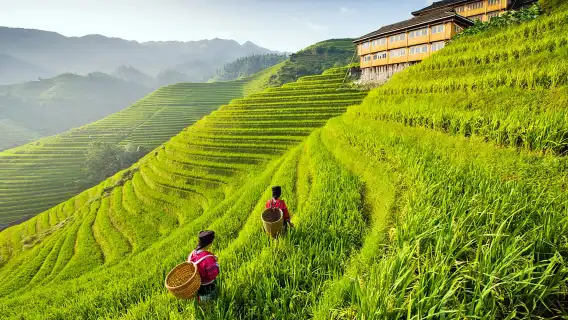 【8人團/私人導覽】桂林龍脊梯田-金坑梯田+黃洛瑤寨一日遊