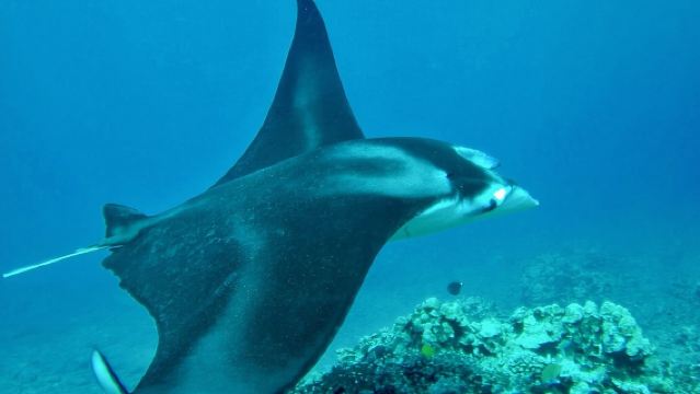 Nachmittagsschnorcheln im Westen von Maui ab Ka'anapali Beach