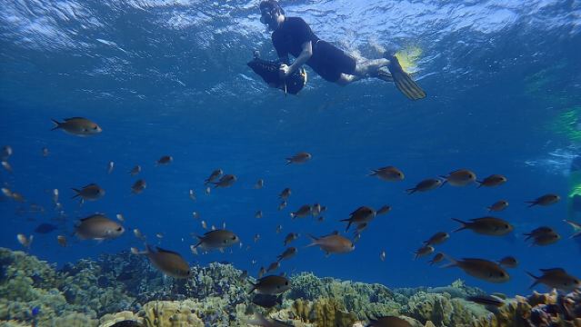 Skuter Laut Kumpulan Kecil Snorkel di Pantai Mangel Halto di Aruba