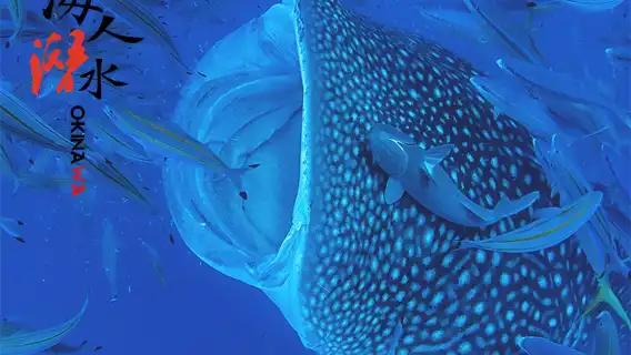 日本沖繩持證潛水水肺潛水1小時【巨物鯨鯊同遊 全程中文教練 送水下照片 那霸市區-北谷酒店接送】