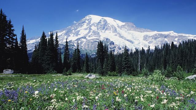 Mt. Rainier Day Tour from Seattle
