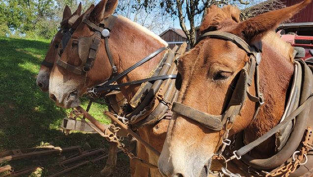 Esperienza unica tra gli Amish a Lancaster