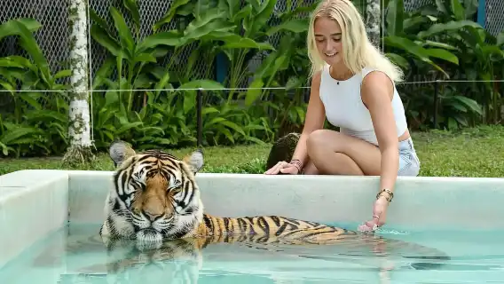 【摸老虎】普吉Tiger Park Phuket查龍老虎公園