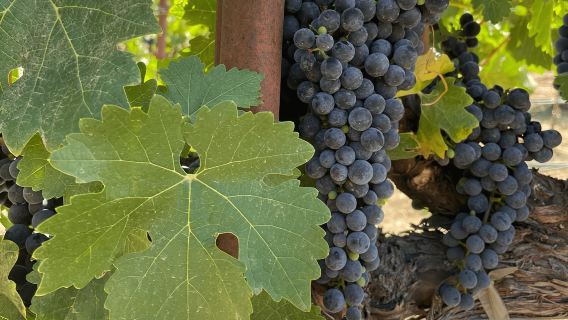 Napa: Tour nếm rượu vang có hướng dẫn kèm bữa trưa dã ngoại